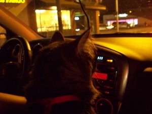 100_6712 Tokhes as the co-pilot in suburbia Seattle