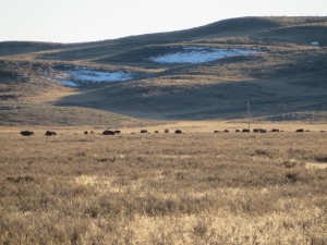 Dear Dad: 20x optical zoom IS good for spying - on bison!